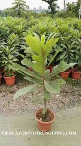 Cung cấp giống cây Hồng Xiêm Ruột Đỏ chất lượng cao, cam kết giống chuẩn. Giao hàng toàn quốc Cung cấp giống cây Hồng Xiêm Ruột Đỏ chất lượng cao, cam kết giống chuẩn. Giao hàng toàn quốc