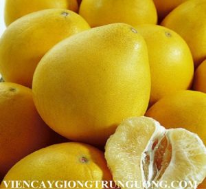 Honey-pomelo-2016-fresh-Chinese-grapefruit.jpg_350x350