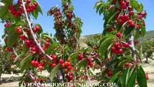 Chuyên cung cấp giống cây Cherry anh đào chuẩn giống giao hàng toàn quốc