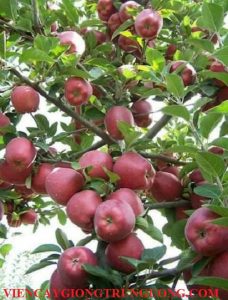 Chuyên cung cấp giống cây táo đỏ ruột đỏ chuẩn giống, uy tín, chất lượng