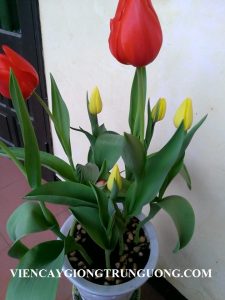 Cung cấp cây hoa tuylip, chậu hoa tuylip chơi tết 2018. địa chỉ cung cấp hoa cây cảnh toàn quốc