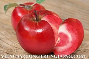Chuyên cung cấp giống cây táo đỏ ruột đỏ chuẩn giống, uy tín, chất lượng