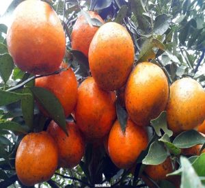 Cận cảnh vườn cam bù sai trĩu quả, nông dân thu hơn 1 tỷ đồng mỗi năm