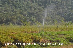 Ninh Bình lần đầu trồng cây thuốc đinh lăng theo tiêu chuẩn GACP 