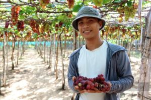 Bất chấp dịch Covid-19, giá nho tăng cao nhất trong nhiều năm, nông dân Ninh Thuận ăn Tết to