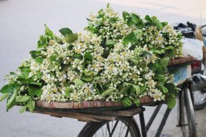 Hoa bưởi đầu mùa xuống phố giá 300.000đ/kg, đắt như hoa nhập ngoại