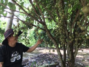 Khánh Hòa: Vườn dâu da ra trái bất ngờ, hơn nửa tạ/cây, ai thấy cũng mê