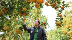 16 năm trồng quýt bạt ngàn, ông nông dân Lâm Đồng cứ sát Tết là hái 20-30 tấn quả