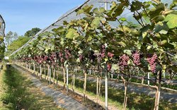Nho Hạ Đen trồng trên đất Bắc Giang, toàn quả là quả, năm thứ 2 đã đạt hơn 16 tấn/ha