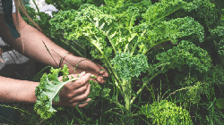 Loại rau có lá xoăn tít được ví là “vua” của các loại rau, nhưng người Việt ít khi ăn dù cũng không khó trồng