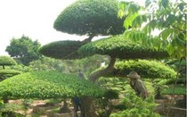 Cả làng ở Nam Định giàu lên nhờ trồng cây cảnh gì mà thiên hạ ví là “làng kỳ hoa dị thảo”