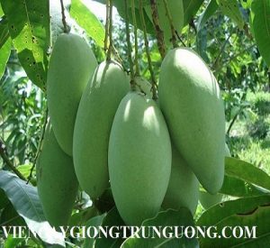 first-images-of-vietnam-mangoes-in-australia-44-.5967