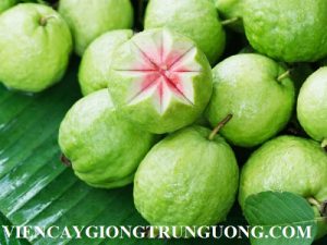 guava-26-1477455945