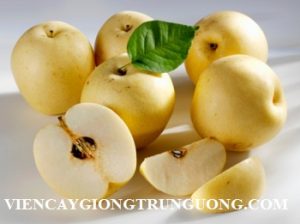Nashi pears