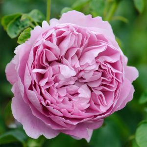 2. hồng Charles Rennie Mackintosh