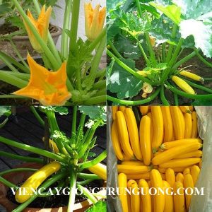 bí ngồi vàng