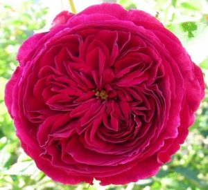 darcey-bussell31