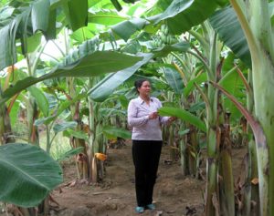 Hiệu quả bước đầu từ mô hình trồng chuối Tây Thái Lan ở Yên Đồng