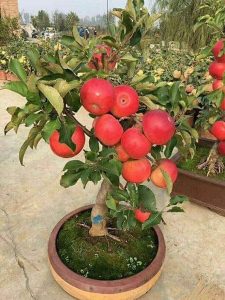 “Săn” táo bonsai trồng trong chậu cảnh chơi Tết