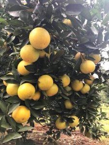 Siêu độc: Một cây cam Vinh “vỡ kế hoạch” có 1.000 quả, trả 20 triệu