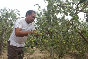 Đắk Lắk: Làm giàu trên vùng đất lửa, thu gần 400 triệu đồng nhờ trồng táo ngọt