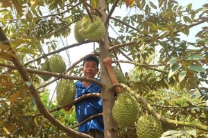 Lão nông đa canh vườn cây ăn trái, không bao giờ lo thất thu