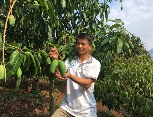 Làm giàu ở nông thôn: Rủng rỉnh tiền tiêu nhờ trồng xoài Đài Loan trên đất dốc