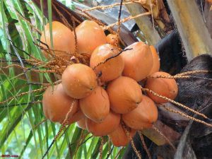 Thu 15 triệu/tháng từ trồng dừa xiêm lửa xen cam xoàn trên đất cằn