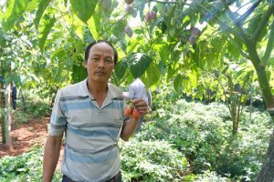 Nông dân Lâm Đồng trồng Magic-S thu lời 3 triệu một cây
