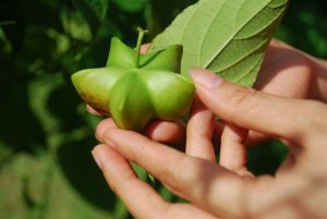 Giống cây mới ở Việt Nam: Sachi – vua của các loại hạt