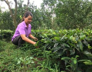 Làm giàu ở nông thôn: Trồng 1ha chè, lãi 100 triệu đồng/năm