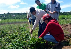 Trồng đan sâm quý bán củ đỏ làm thuốc, 1 sào thu 50 triệu đồng