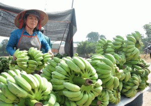 Nhà nông thủ đô mê trồng chuối chất lượng cao, chưa lo ế