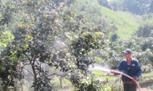 Người “mang” vườn trái cây Nam Bộ ra Quảng Nam