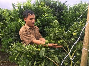 Cảnh nhà dư dả nhờ trồng 340 gốc cam Canh quả sai “phát hờn”