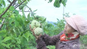 Nông dân Nghệ An “ép” na ra quả trái vụ, cho thu nhập cao