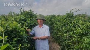 Nam Định: Trồng cây dây muôi trị tiểu đường, 1 sào lãi gần 20 triệu
