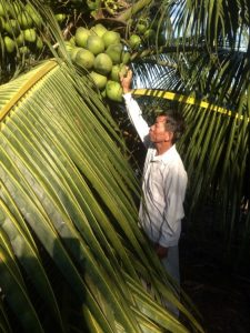 Trồng dừa trái chi chít trên ngọn, “đút túi” 30 triệu/tháng ngon ơ 