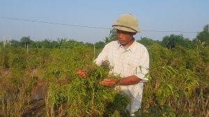 Chán lúa trồng “nhân sâm” người nghèo, bỏ túi cả trăm triệu/năm