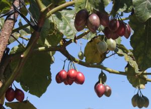 Lâm Đồng: Cà chua thân gỗ vẫn không đủ để bán