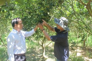 Lâm Đồng: Bỏ phố lên núi trồng cây ăn trái cho thu hoạch quanh năm