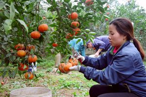 Hiệu quả từ trồng cây ăn quả đặc sản
