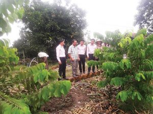 Bỏ phố lên rừng trồng na Thái, na Đài Loan thu tiền tỷ