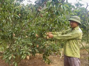Đông Triều: Trồng hồng xiêm xoài, nông dân thu nhập cả trăm triệu đồng mỗi năm