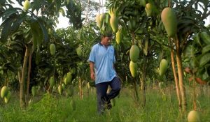 Cần làm gì để đẩy mạnh xuất khẩu trái cây Việt Nam?