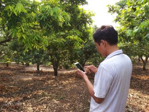 Ngưỡng mộ: Dân vùng cao Sơn La chăm cây bằng điện thoại, thu tiền đô đều đều