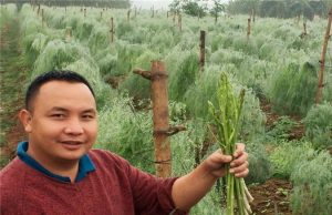 Phú Thọ: Trai làng trồng rau hoàng đế, cứ sáng ra là có 1 triệu đồng