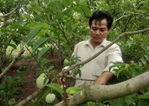 Gia Lai: Lão nông “thoát nghèo” thu lãi lớn từ cây na trên vùng sỏi đá
