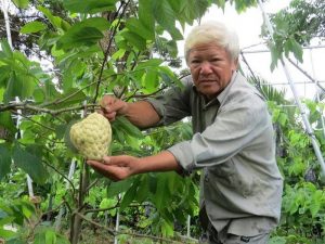 Lão nông với vườn mãng cầu dai cho trái ‘khổng lồ’