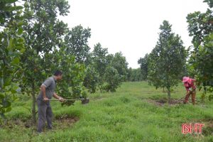 Giải nhất vườn mẫu huyện Kỳ Anh: Thiếu vốn có thể vay, thiếu kỹ thuật dễ phá sản!